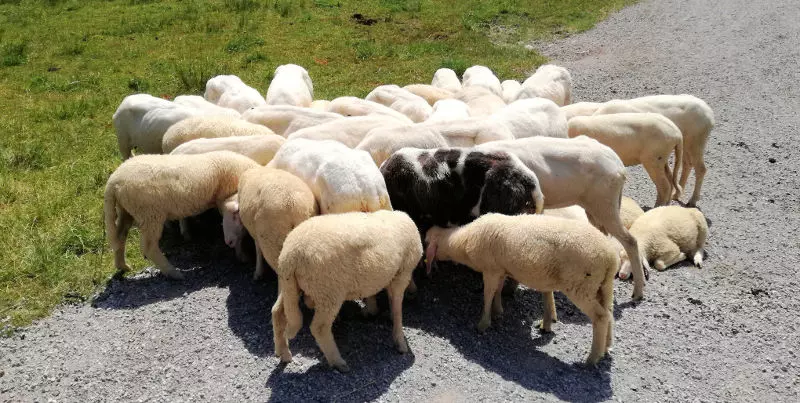 Schafe im Kreis