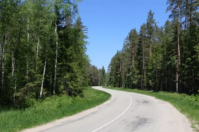 Waldgebiet in Lettland