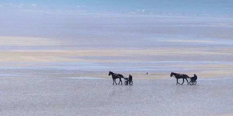 Pferde am Strand 