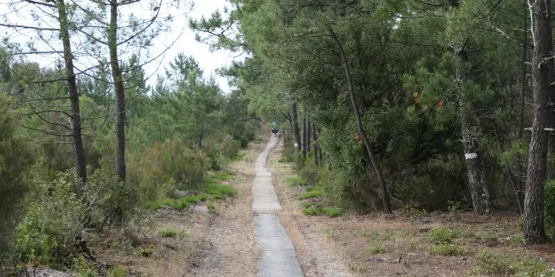 Fahrradweg durch Pinienwald 
